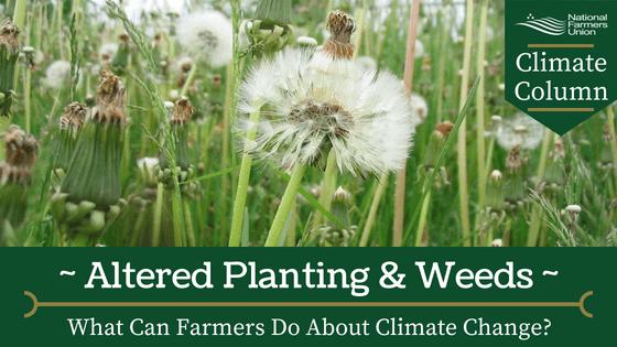 weeds-weed是什么意思