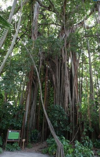 庫拉樹-庫拉樹真實存在嗎