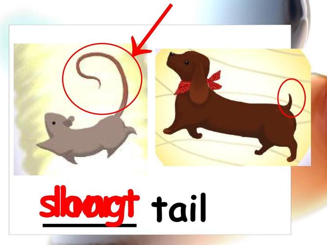 tail是什么意思英語(yǔ)-Tail是什么意思英語(yǔ)