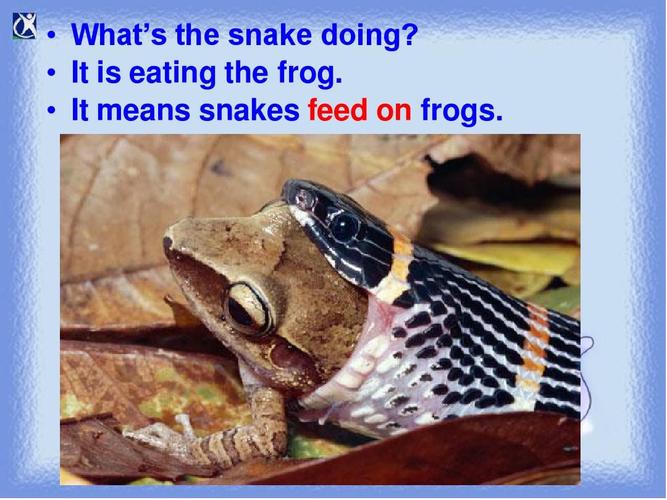 snakes-snake是什么意思