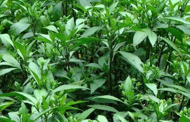 成片-成片這個(gè)詞是什么意思